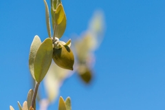Image jojoba plant