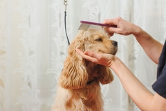 Image a dog getting washed