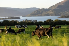 Image Kinisla's cows in a field.