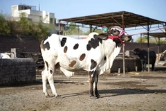 Image cow in pakistan
