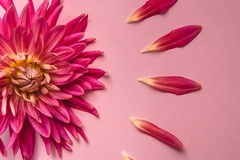 A flower shedding petals A flower shedding petals