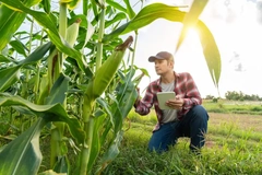 Image Farmer monitoring crops.