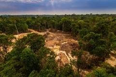 Deforestation, half a site with trees, half with trees felled.