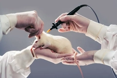 Scientists handling a lab rat