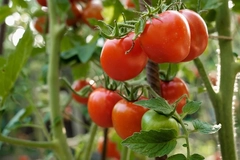 Farmed tomatoes