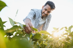 Image An Indian farmer in a soybean field.