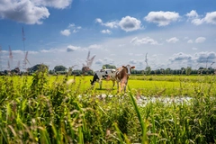 Image FrieslandCampina Ingredients, cows in a field.