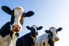 Image three cows with blue sky in background