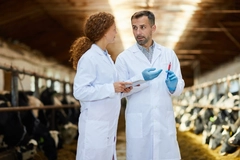 Image Vet giving vaccination to livestock.