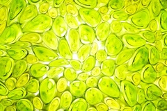 Plant stem cells Plant stem cells