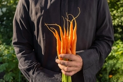 Farmer harvesting carrots Farmer harvesting carrots