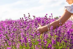 Image A hand touching flowers in a field.