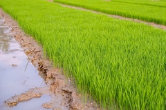 Lush green rice seedlings growing in neat nursery beds on a traditional paddy field.