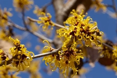 Witch hazel