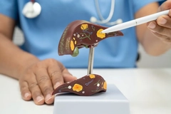 Image doctor with a liver model