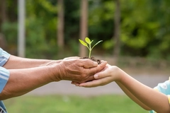 Image eldery hands carrying seedling in soil hands it over to child's hands