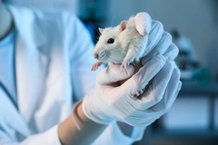 Image Lab mouse