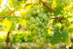 Image Chardonnay grapes