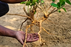 Image Man holding ashwagandha root