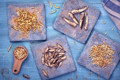 four types of dried insects in square plates on blue table
