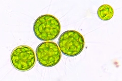 Microalgae under a microscope