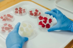 Image hands wearing gloves holding two petri dishes with plant cells