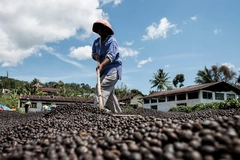 Image farmer drying coffee beans
