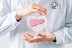 Illustration of a liver