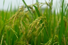 Image close up of rice crop in paddy