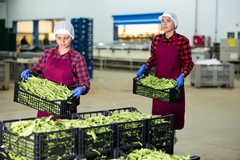Image women in food factory with pea crates