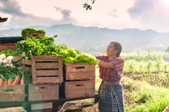 Happy indigenous woman with fresh vegetables in her truck, rural area of ​​​​Guatemala.