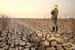 Drought impacts agriculture. Farmer looks at dried up crops.
