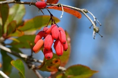 Image Berberine berries hanging on tree