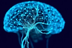 Image Brain neurons