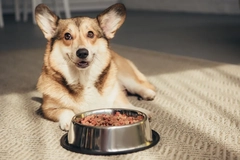 Image dog eating food from a bowl