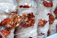 growing mushrooms in a controlled environment