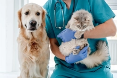 Cat and dog at the vet Cat and dog at the vet