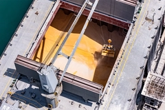 Bulk grain cargo being loaded into ship.