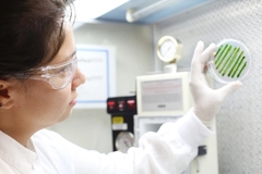 Image Dr. Melanie Oey inspects a petri dish of microalgae.