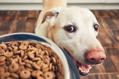 Hungry dog looking at plate