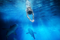 woman jumps into water with sharks