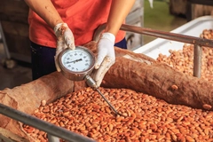 Image Worker measuring cocoa bean temperature.