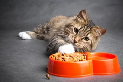 cat eating food from bowl