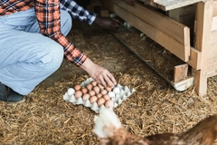 Image Holding eggs in tray. Chicken in background.