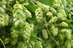 Hops growing on a vine Hops growing on a vine