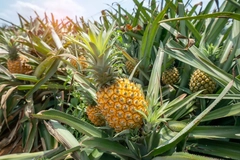 Image Pineapple plants growing together