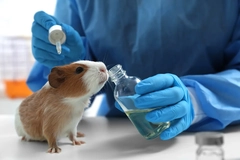 Image A guinea pigs smelling a substance out of a bottle.
