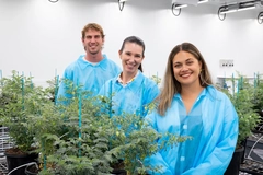 Image two women and one man in blue jacket inside greenhouse with chickpea plants