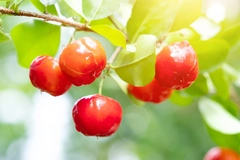 Image Fresh acerola
