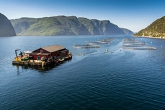 Image Salmon farming at sea.